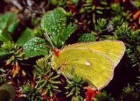 豆粉蝶屬Colias