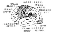 圖1 大腦半球的外側面