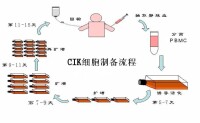 CIK細胞製備流程