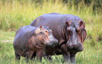 長隆野生動物世界