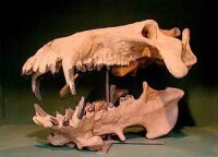 恐頜豬屬（Daeodon）頭骨化石
