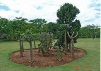 中國科學院西雙版納熱帶植物園