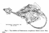 蒙古鸚鵡嘴龍的原型標本 