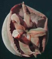 “大紅”水母使用自己的手臂進食