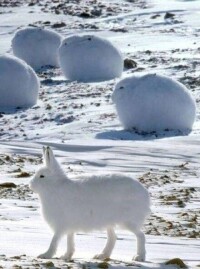 長腿雪兔