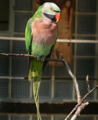 緋胸鸚鵡指名亞種