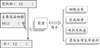 植物呼吸作用演示實驗