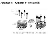 Annexin V相關圖片