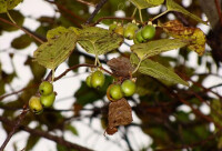 葛棗獼猴桃 Actinidia polygama