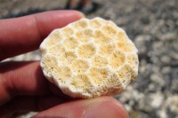 珊瑚玉產地原石