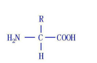 氨基酸結構簡式