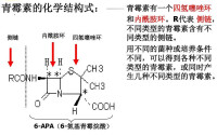 6-APA