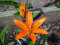Lilium concolor cv. &#039;Morning Star Lily&#039;