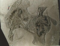 孔子鳥化石