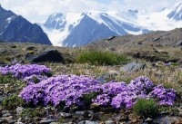 高山離子芥