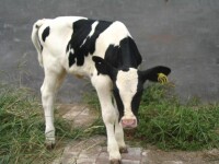 中國荷斯坦奶牛
