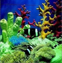 珊瑚海