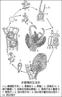 多管藻生活史