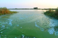 太湖爆發藍藻