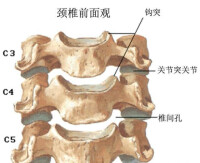 椎間孔示意圖