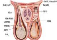 陰囊潮濕