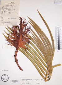 叉孢蘇鐵葉及大孢子葉標本