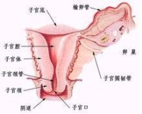 免疫性不孕診斷方法