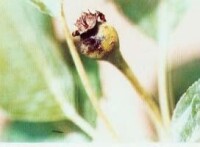 梨實蜂(圖3)—被危害的梨樹果實
