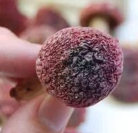 毒紅菇與真紅菇辨別4