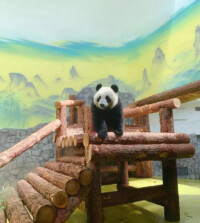 大熊貓“丁丁”在室內運動場
