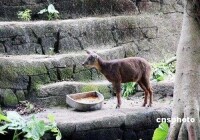 台北市立動物園內圈養的長鬃山羊