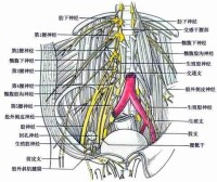 髂腹股溝神經