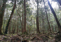 青木原樹海