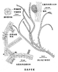 多管藻屬