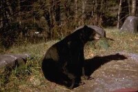 大霧山國家公園中的黑熊