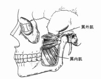 頭肌