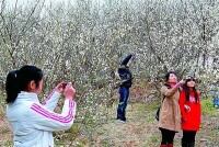 遊玩點燈山青梅園