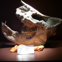 大唇犀化石