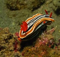 Hermissenda crassicornis