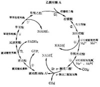 三羧酸循環