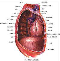 后縱隔