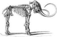 真猛瑪象的骨骼圖像