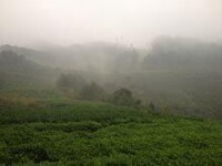 渠江皇家薄片之皇家茶園——雲霧繚繞