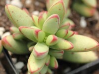 Crassula nudicaulis var. herrei（小天狗）