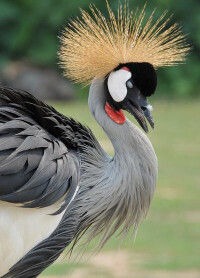 廣州香江野生動物世界