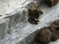 黑喉毛腳燕（圖5）