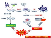 輔酶I(NAD)具有重要生理意義