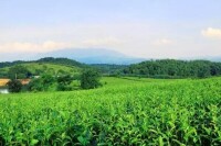 南坑村[福建南平松溪縣鄭墩鎮南坑村]