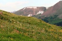 高山苔原