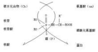 磷醯化氨基酸生成核酸和蛋白質的化學模型